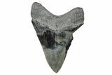 Serrated, Fossil Megalodon Tooth - South Carolina #286473-1